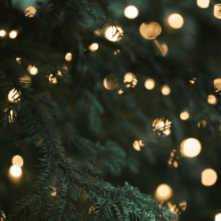 Christmas Tree Postcard